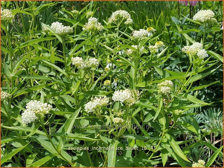 Asclepias incarnata &amp;#x0027;Ice Ballet&amp;#x0027; | Zijdeplant | Rosabl&amp;#x00fc;hende Seidenpflanze