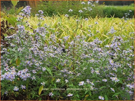 Aster cordifolius &#039;Photograph&#039; | Hartbladaster, Aster | Herzbl&auml;ttrige Schleier-Aster