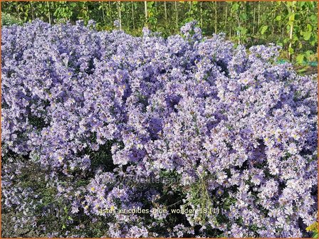 Aster ericoides &#039;Blue Wonder&#039; | Heideaster, Aster | Heide-Aster