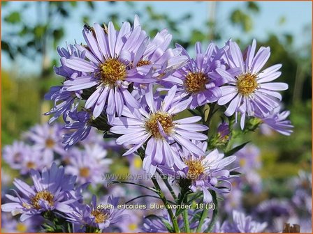 Aster ericoides &#039;Blue Wonder&#039; | Heideaster, Aster | Heide-Aster