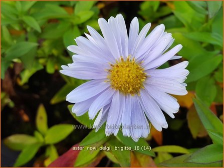 Aster novi-belgii &#039;Brigitte&#039; | Nieuw-Nederlandse aster, Herfstaster, Aster | Glattblatt-Aster