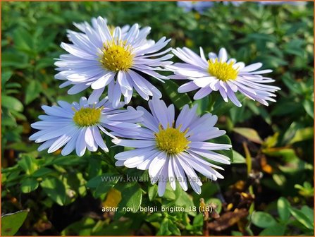 Aster novi-belgii &#039;Brigitte&#039; | Nieuw-Nederlandse aster, Herfstaster, Aster | Glattblatt-Aster