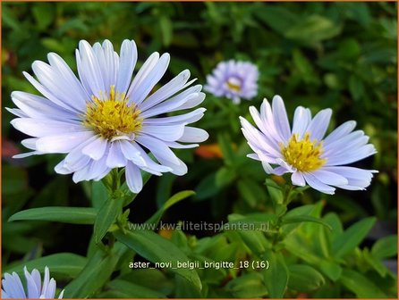 AsAster novi-belgii &amp;#39;Brigitte&amp;#39; | Nieuw-Nederlandse aster, Herfstaster, Aster | Glattblatt-Asterter novi-belgii 