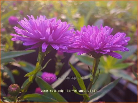 Aster novi-belgii &#039;Karminkuppel&#039; | Nieuw-Nederlandse aster, Herfstaster, Aster | Glattblatt-Aster