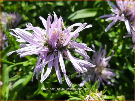 Aster novi-belgii &#039;Rosenquarz&#039; | Nieuw-Nederlandse aster, Herfstaster, Aster | Glattblatt-Aster