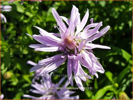 Aster novi-belgii &#039;Rosenquarz&#039; | Nieuw-Nederlandse aster, Herfstaster, Aster | Glattblatt-Aster