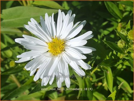 Aster novi-belgii &#039;Schneeberg&#039; | Nieuw-Nederlandse aster, Herfstaster, Aster | Glattblatt-Aster