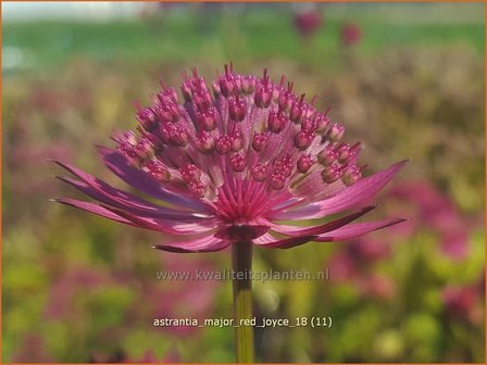 Astrantia major &#039;Red Joyce&#039; | Zeeuws knoopje, Groot sterrenscherm | Gro&szlig;e Sterndolde | Greater Masterwort