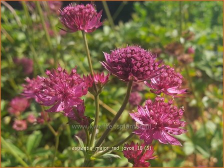 Astrantia major &#039;Red Joyce&#039; | Zeeuws knoopje, Groot sterrenscherm | Gro&szlig;e Sterndolde | Greater Masterwort