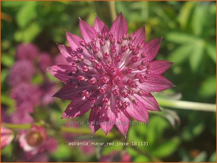 Astrantia major &#039;Red Joyce&#039; | Zeeuws knoopje, Groot sterrenscherm | Gro&szlig;e Sterndolde | Greater Masterwort