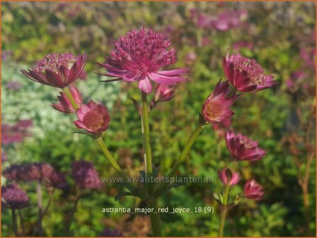Astrantia major &#039;Red Joyce&#039; | Zeeuws knoopje, Groot sterrenscherm | Gro&szlig;e Sterndolde | Greater Masterwort
