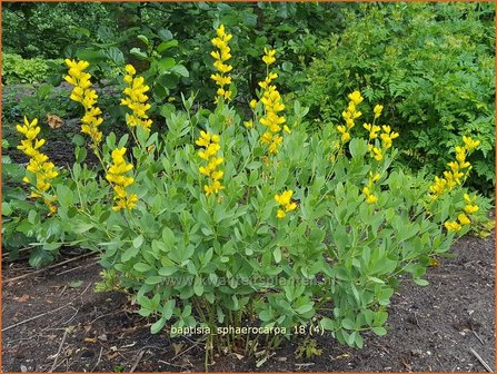 Baptisia sphaerocarpa | Valse indigo, Indigolupine | Kleinere Färberhülse