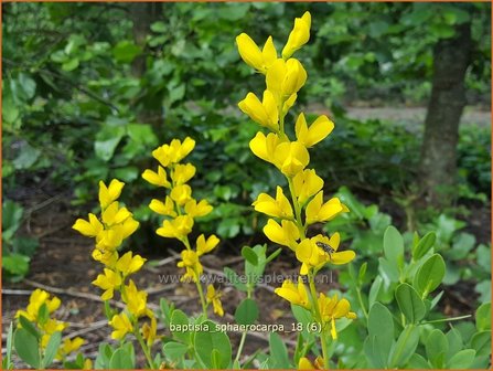 Baptisia sphaerocarpa | Valse indigo, Indigolupine | Kleinere Färberhülse