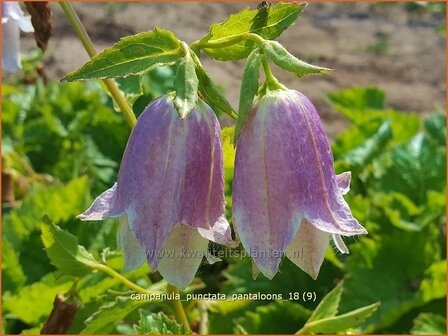 Campanula punctata &#039;Pantaloons&#039; | Klokjesbloem | Gepunktete Glockenblume