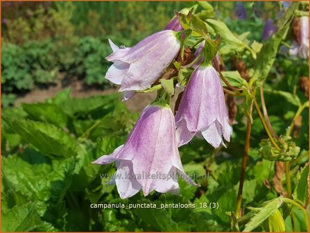 Campanula punctata &#039;Pantaloons&#039; | Klokjesbloem | Gepunktete Glockenblume