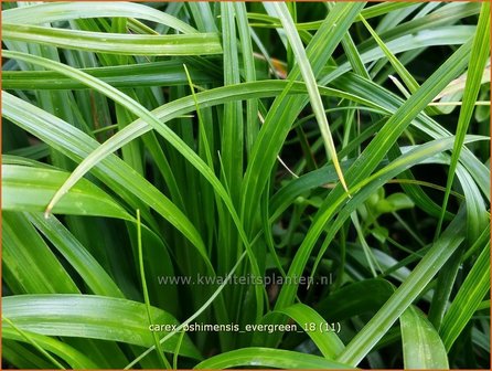 Carex oshimensis 'Evergreen' | Zegge | Buntlaubige Segge