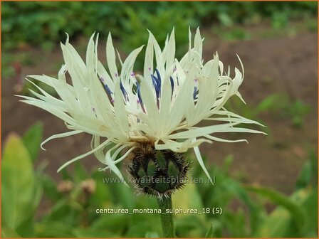 Centaurea montana 'Sulphurea' | Bergkorenbloem, Bergcentaurie, Korenbloem, Centaurie | Berg-Flockenblume