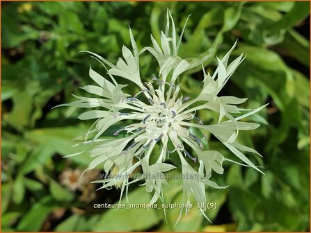 Centaurea montana &#039;Sulphurea&#039; | Bergkorenbloem, Bergcentaurie, Korenbloem, Centaurie | Berg-Flockenblume