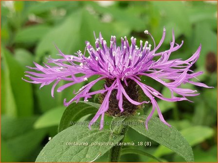 Centaurea polyphylla &#039;Caramia&#039; | Korenbloem, Centaurie | Flockenblume | Cornflower