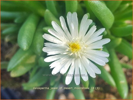 Delosperma &#039;Jewel of Desert Moonstone&#039; | IJsbloempje, IJsplant | Mittagsblume