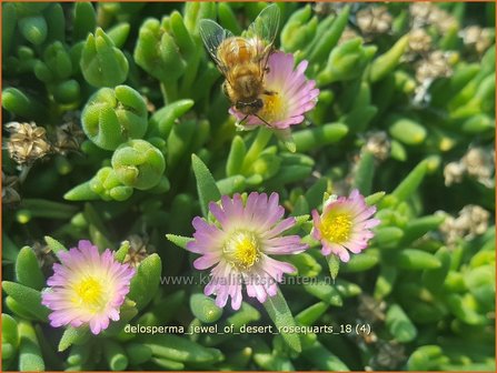 Delosperma &#039;Jewel of Desert Rosequarts&#039; | IJsbloempje, IJsplant | Mittagsblume