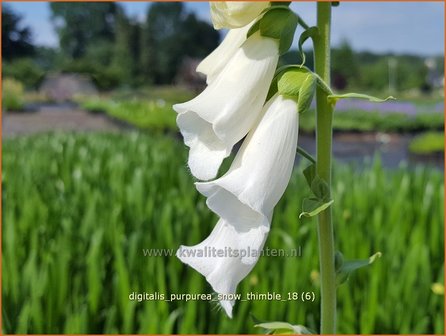 Digitalis purpurea &#039;Snow Thimble&#039; | Vingerhoedskruid | Roter Fingerhut