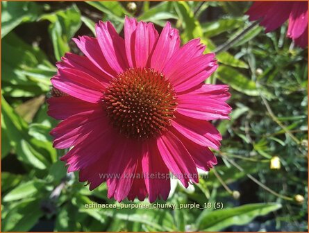 Echinacea purpurea 'Chunky Purple' | Rode zonnehoed, Zonnehoed | Roter Sonnenhut
