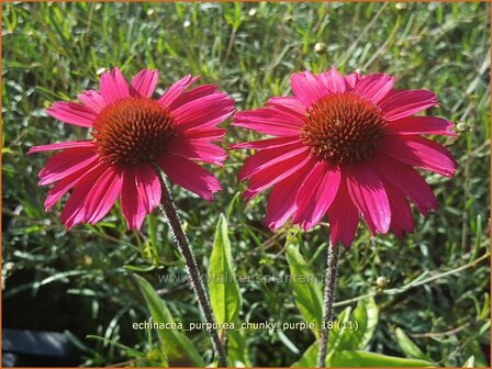 Echinacea purpurea 'Chunky Purple' | Rode zonnehoed, Zonnehoed | Roter Sonnenhut