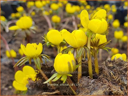 Eranthis cilicica | Winterakoniet | Taurus-Winterling