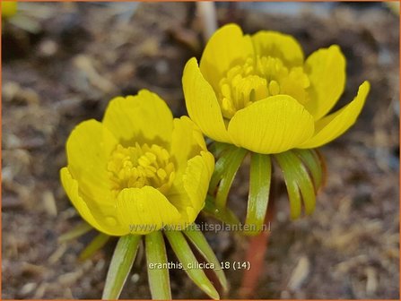 Eranthis cilicica | Winterakoniet | Taurus-Winterling