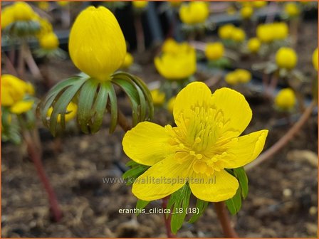 Eranthis cilicica | Winterakoniet | Taurus-Winterling