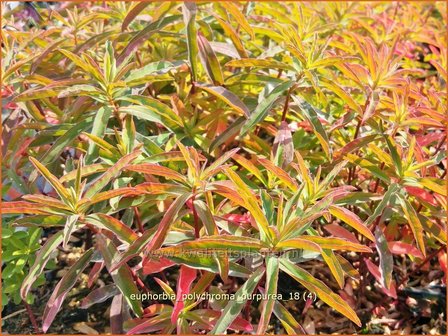 Euphorbia polychroma 'Purpurea' | Kleurige wolfsmelk, Wolfsmelk | Gold-Wolfsmilch
