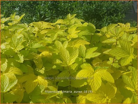 Filipendula ulmaria &#039;Aurea&#039; | Moerasspirea, Spirea | Sumpf-M&auml;des&uuml;&szlig;