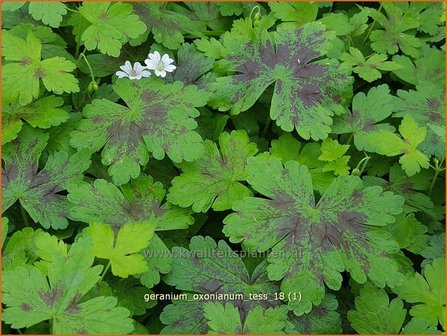 Geranium oxonianum &#039;Tess&#039; | Ooievaarsbek, Tuingeranium | Oxford-Storchschnabel