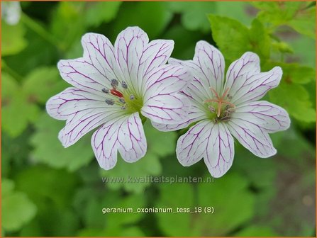 Geranium oxonianum &#039;Tess&#039; | Ooievaarsbek, Tuingeranium | Oxford-Storchschnabel