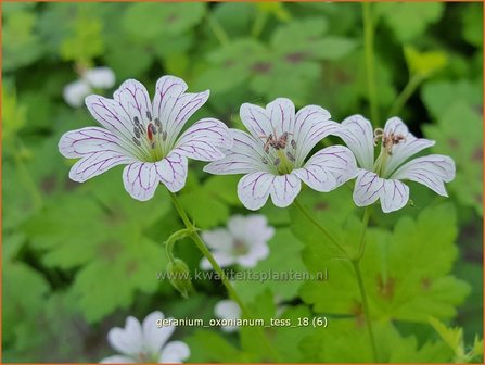 Geranium oxonianum &#039;Tess&#039; | Ooievaarsbek, Tuingeranium | Oxford-Storchschnabel