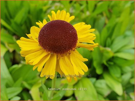 Helenium &#039;Pipsqueak&#039; | Zonnekruid | Sonnenbraut