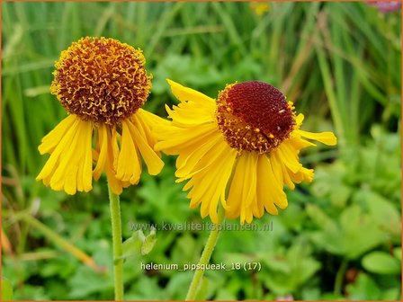 Helenium &#039;Pipsqueak&#039; | Zonnekruid | Sonnenbraut