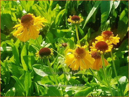 Helenium &#039;Pipsqueak&#039; | Zonnekruid | Sonnenbraut