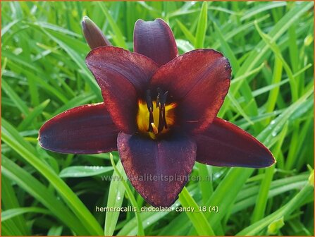 Hemerocallis &#039;Chocolate Candy&#039; | Daglelie | Taglilie