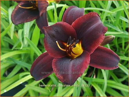 Hemerocallis &#039;Chocolate Candy&#039; | Daglelie | Taglilie