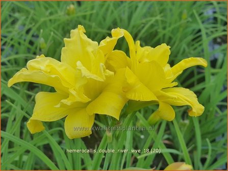 Hemerocallis &#039;Double River Wye&#039; | Daglelie | Taglilie