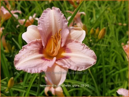 Hemerocallis &#039;Longfields Glory&#039; | Daglelie | Taglilie