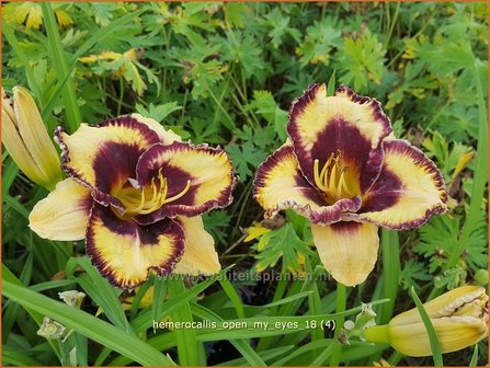 Hemerocallis &#039;Open My Eyes&#039; | Daglelie | Taglilie