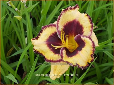 Hemerocallis &#039;Open My Eyes&#039; | Daglelie | Taglilie