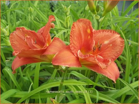 Hemerocallis &#039;South Seas&#039; | Daglelie | Taglilie