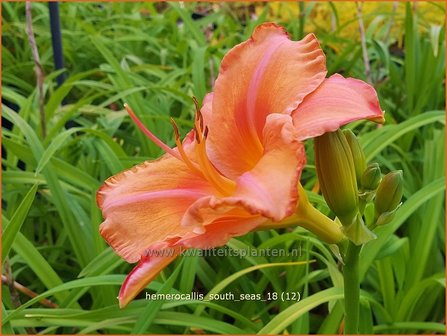 Hemerocallis &#039;South Seas&#039; | Daglelie | Taglilie