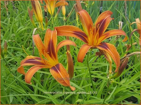 Hemerocallis &#039;Tigereye Spider&#039; | Daglelie | Taglilie