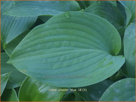 Hosta &#039;Powder Blue&#039; | Hosta, Hartlelie, Funkia | Funkie