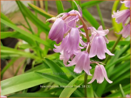 Hyacinthoides hispanica 'Rose' | Spaanse boshyacint, Wilde hyacint | Spanisches Hasenglöckchen